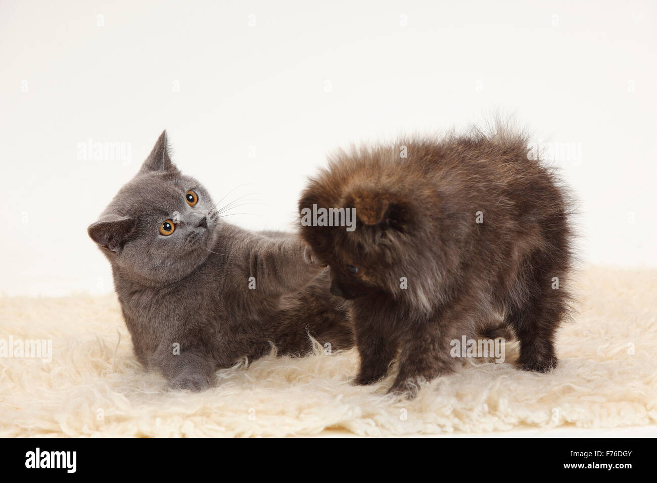 British shorthair best sale puppy