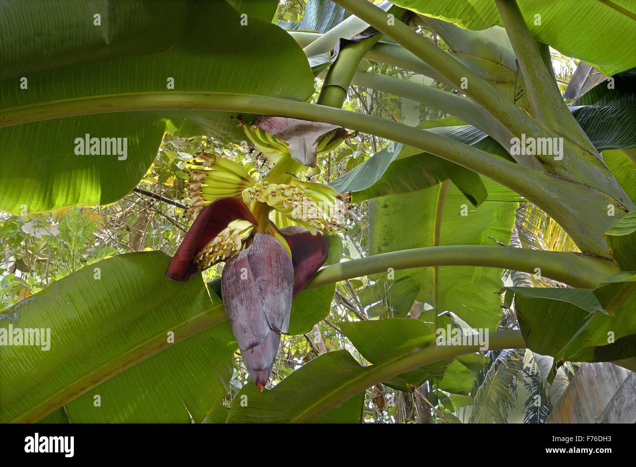 Musa paradisiaca, banana plant, trivandrum, kerala, india, asia Stock Photo