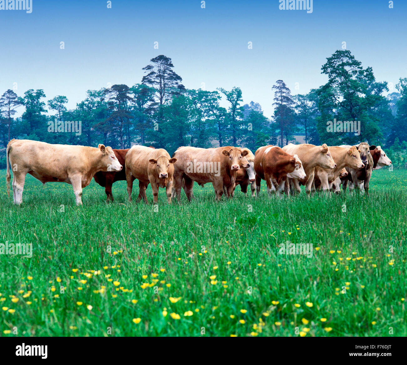 Beef Cattle in field Stock Photo