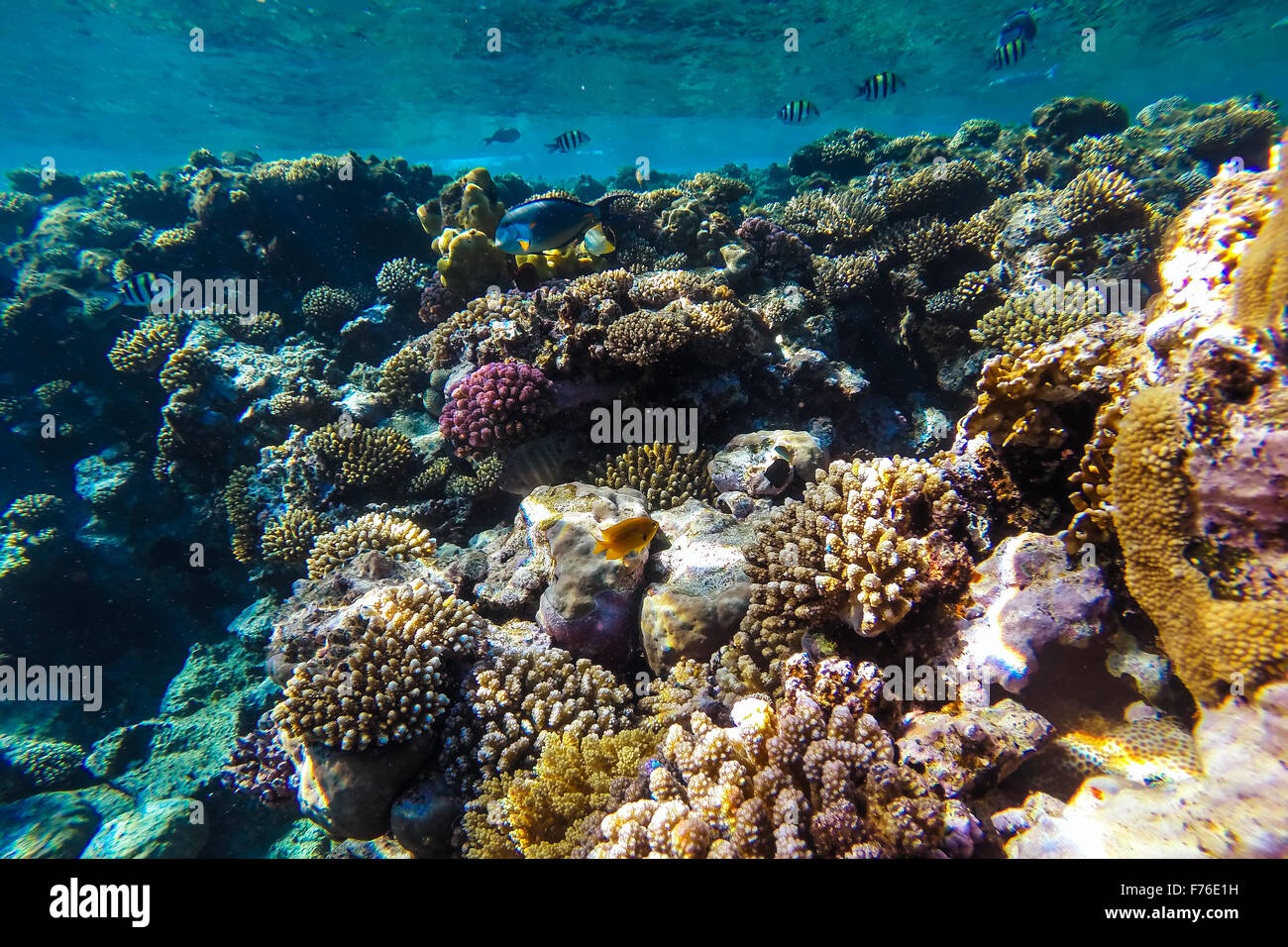 red sea coral reef with hard corals, fishes and sunny sky shining ...