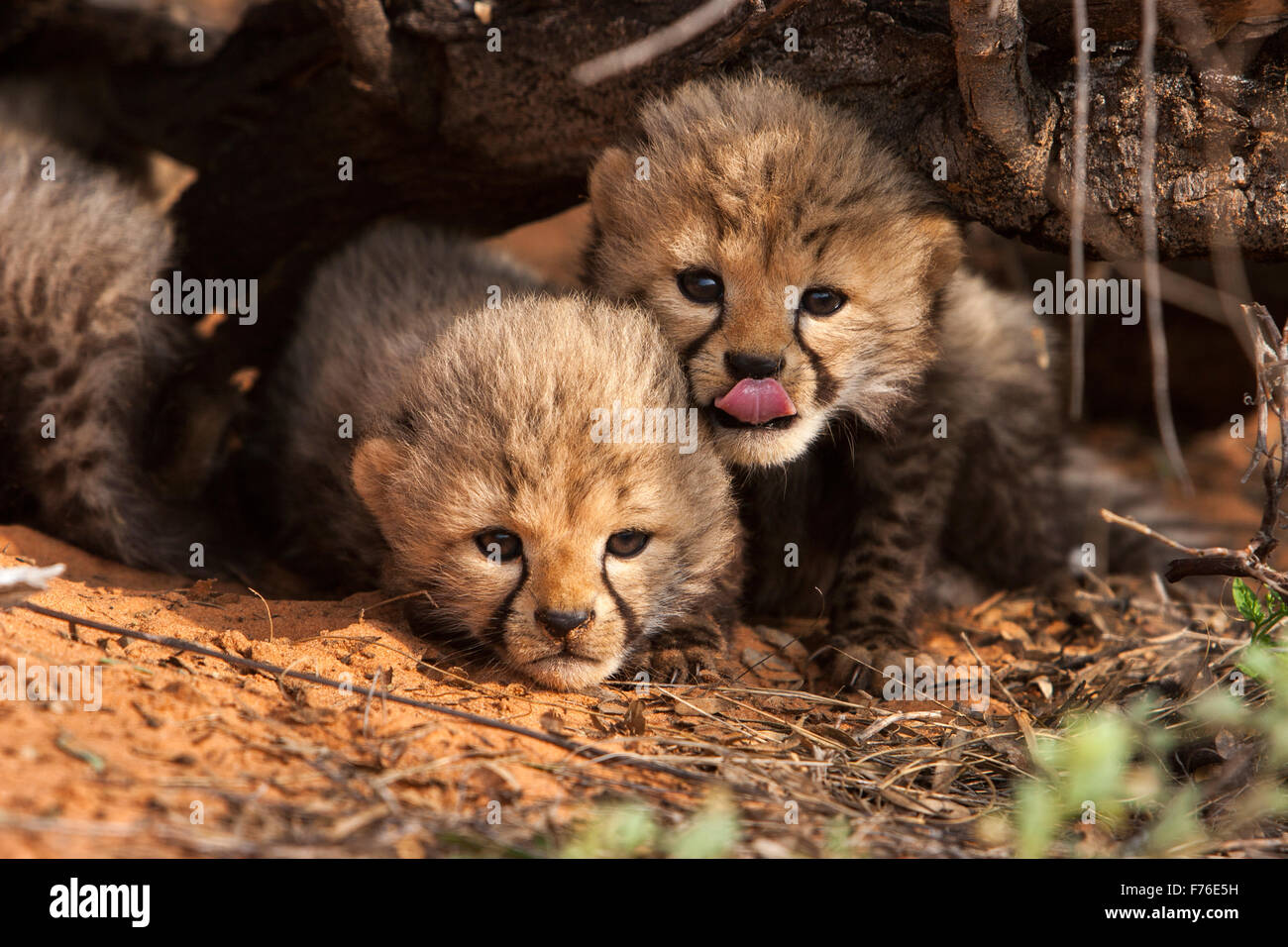 Eye level of cheetah cubs huddled together under a branch in the Kgalagadi Transfrontier Park Stock Photo