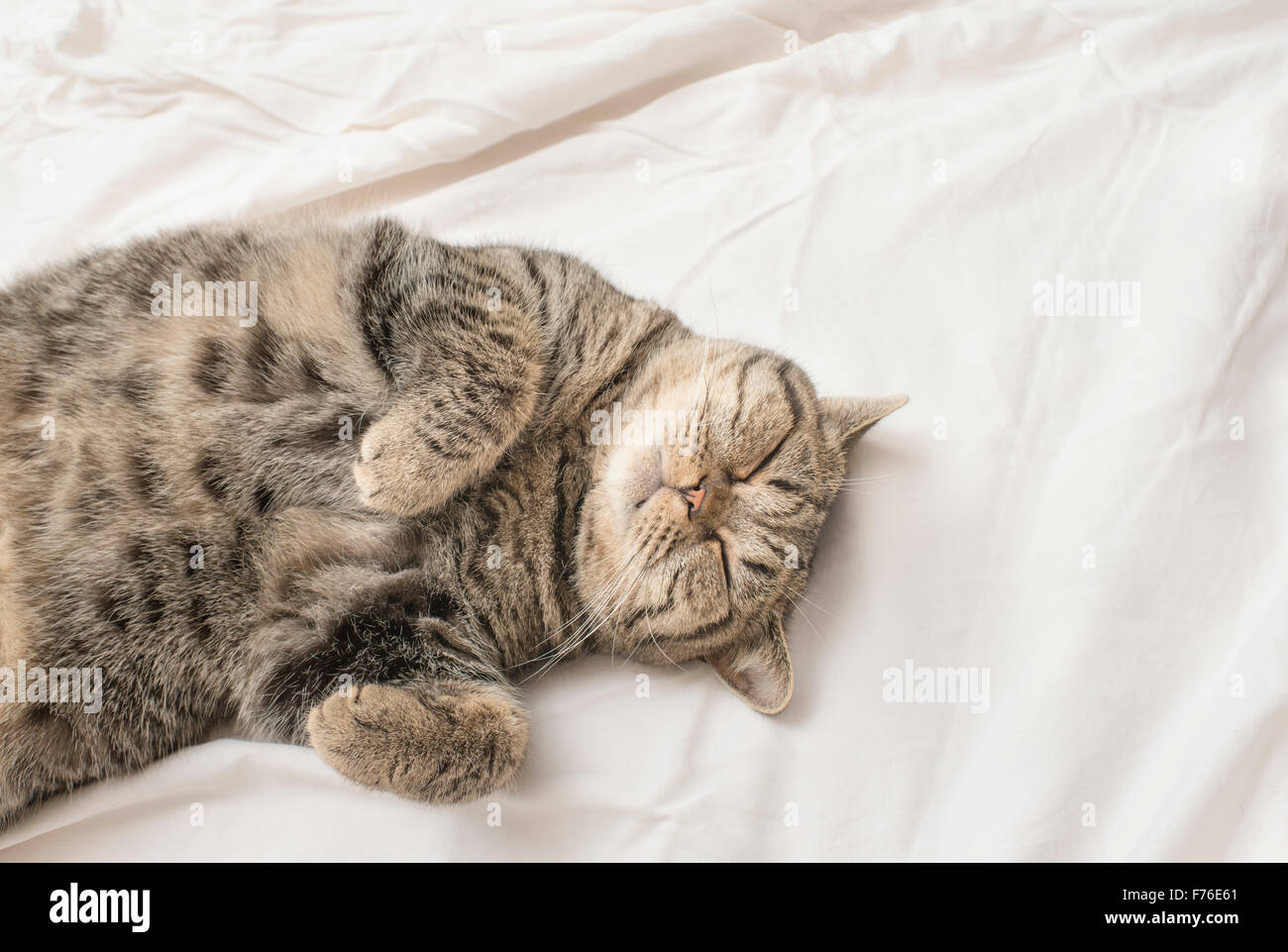 British shorthair cat lying down on its back in a bed, resting with closed eyes. Stock Photo