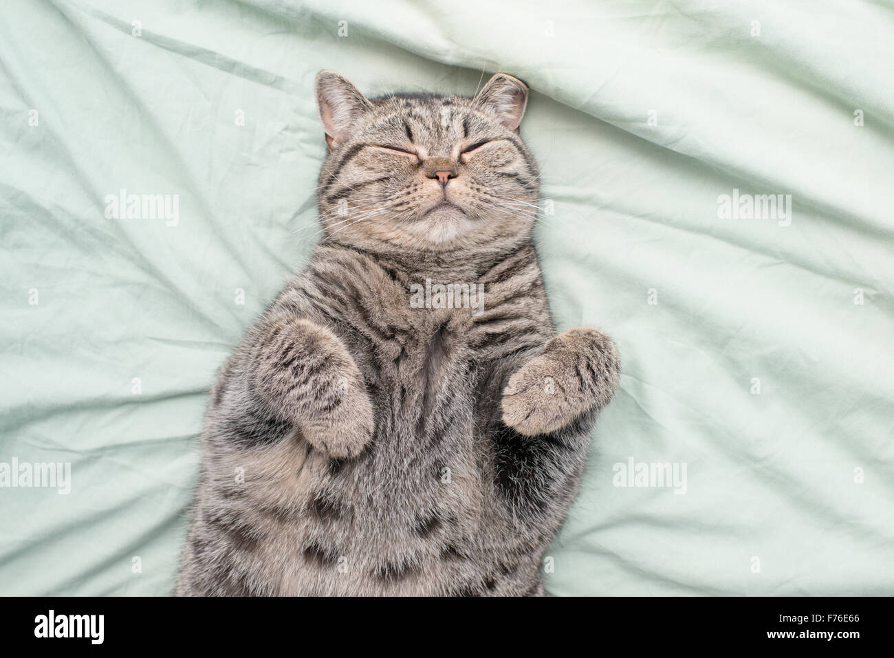 British shorthair cat lying down on its back in bed, resting with eyes