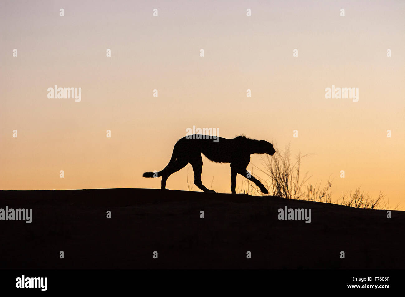 A cheetah silhouetted on top of a dune in the Kgalagadi Transfrontier Park Stock Photo