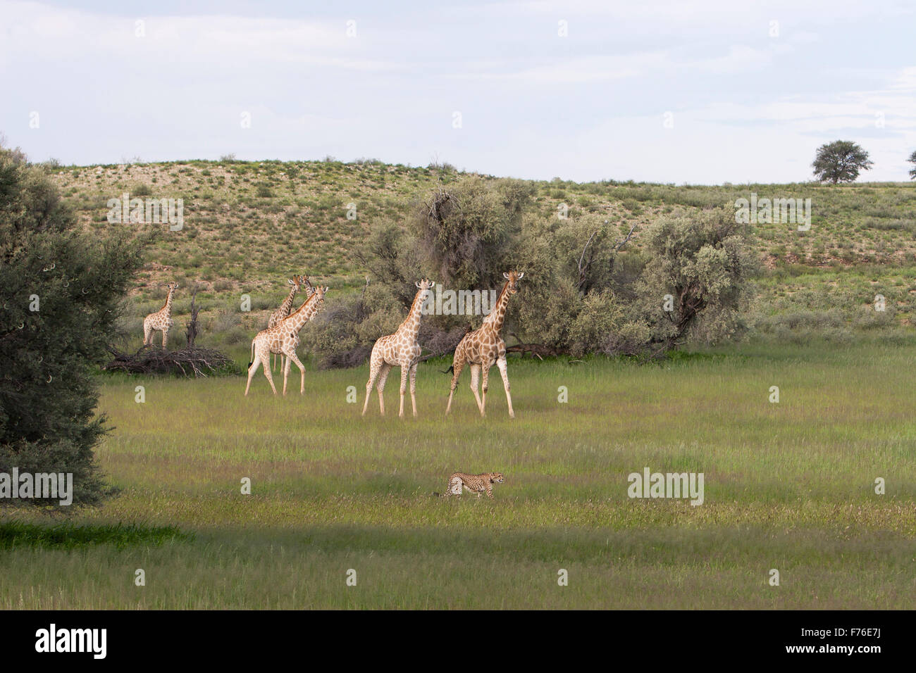 A group of giraffes watching a cheetah walking through the grass in the Kgalagadi Transfrontier Park Stock Photo
