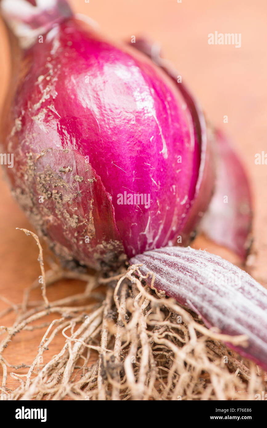 Red onion in extreme close up Stock Photo
