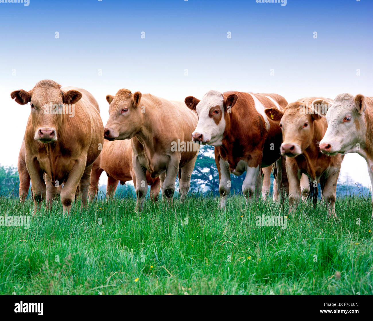 Beef Cattle in field Stock Photo