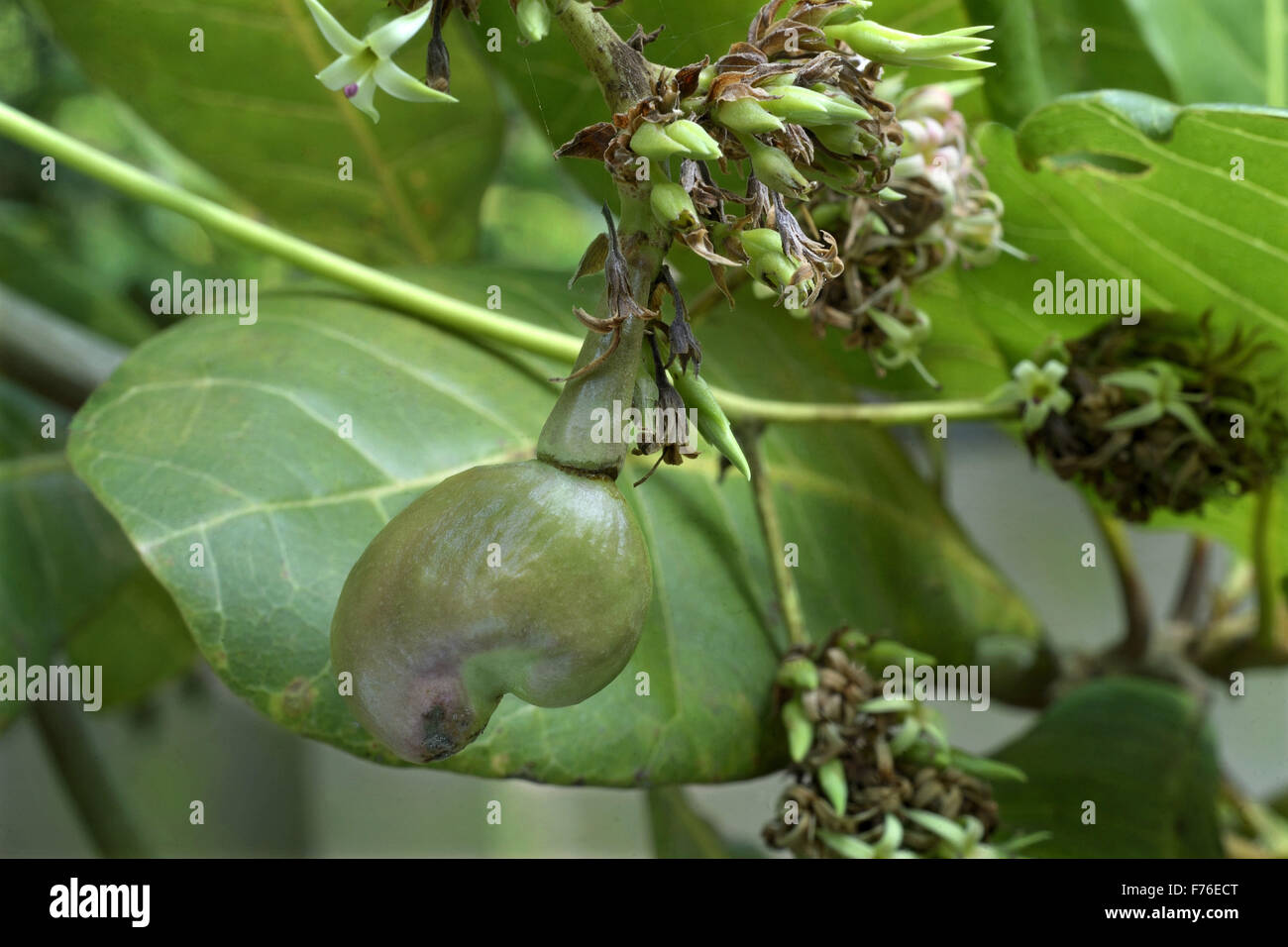 Cashew fruit tree, cashew tree, cashew nut tree, Trivandrum, Kerala