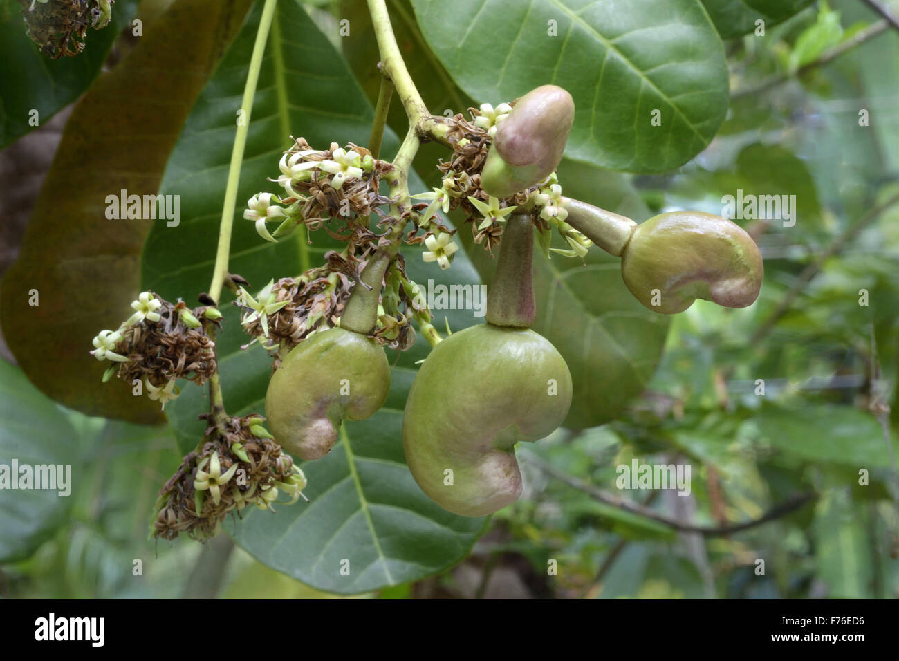 cashew in india