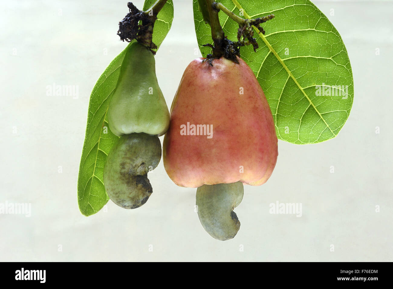 Cashew fruit tree, cashew tree, cashew nut tree, Trivandrum, Kerala