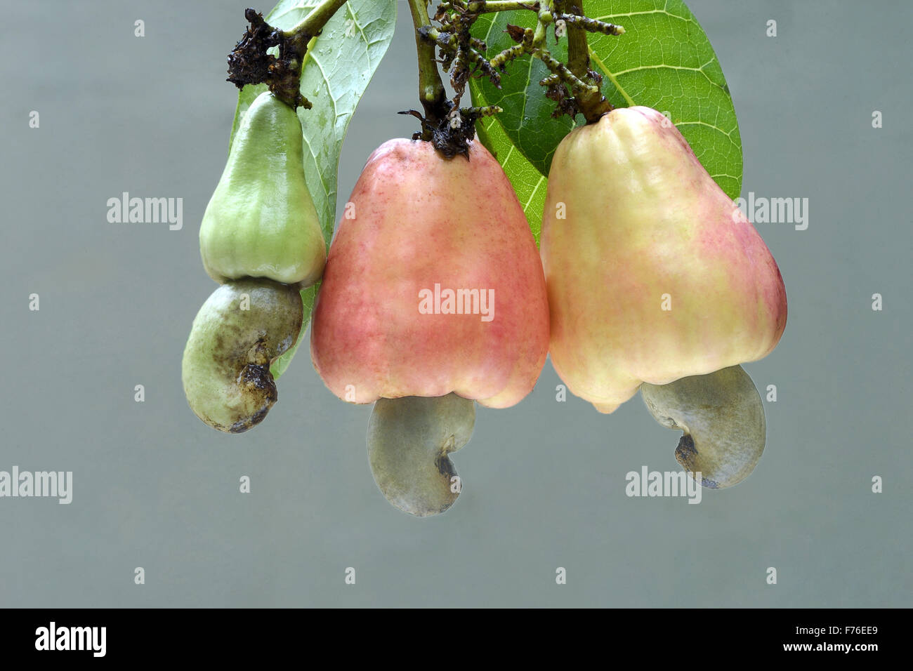Cashew tree india hires stock photography and images Alamy