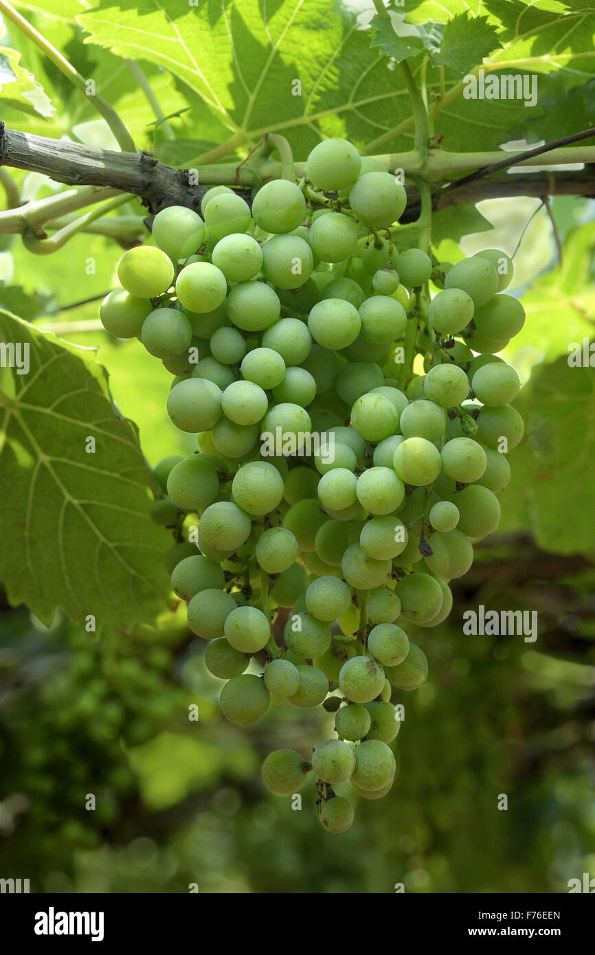 Grape fruit tree, grape fruit vine, grape yard, Theni, Kottai Kalam, Theni Allinagaram, Tamil Nadu, India, Asia Stock Photo