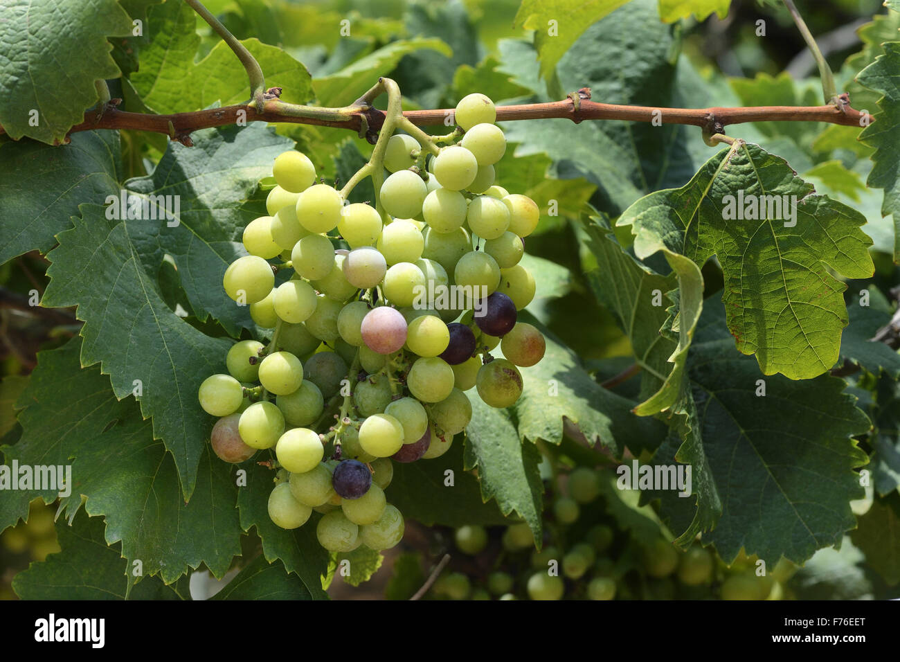 Grape fruit tree, grape fruit vine, grape yard, Theni, Kottai Kalam