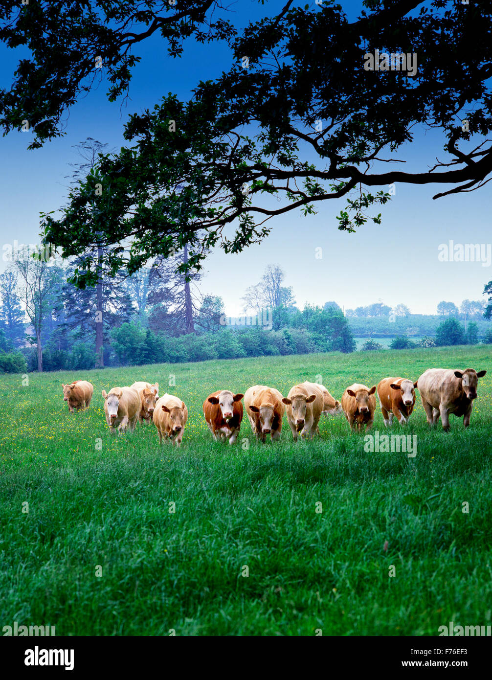 Beef Cattle in field Stock Photo