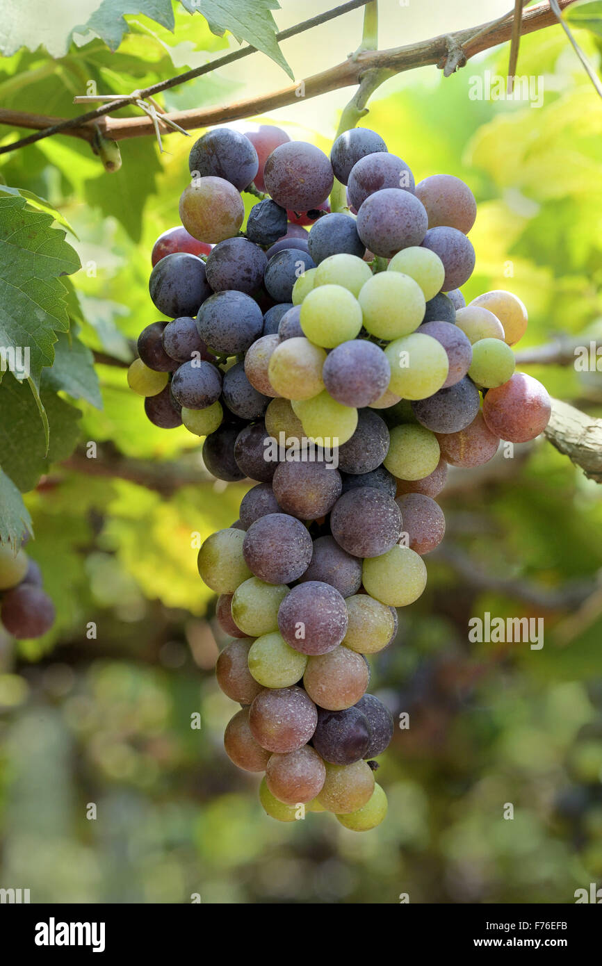 Grape fruit tree, grape fruit vine, grape yard, Theni, Kottai Kalam, Theni  Allinagaram, Tamil Nadu, India, Asia Stock Photo - Alamy