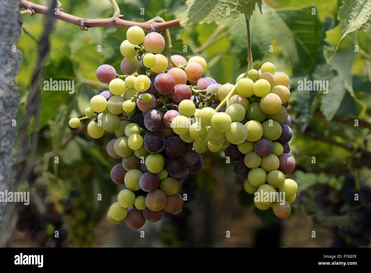 Grape fruit tree, grape fruit vine, grape yard, Theni, Kottai Kalam