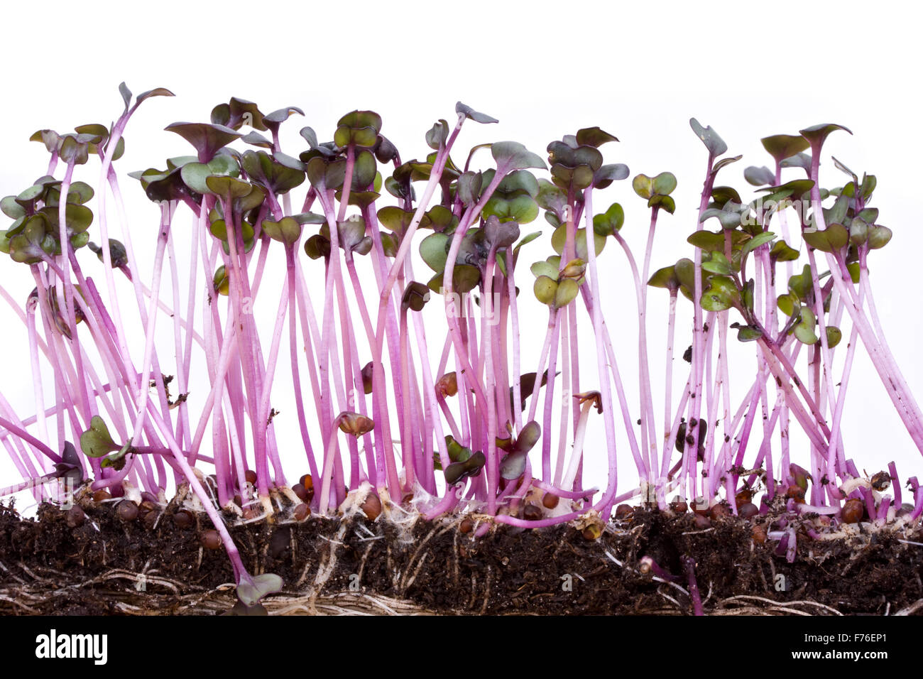 closeup of a row of red cabbage sprouts Stock Photo Alamy