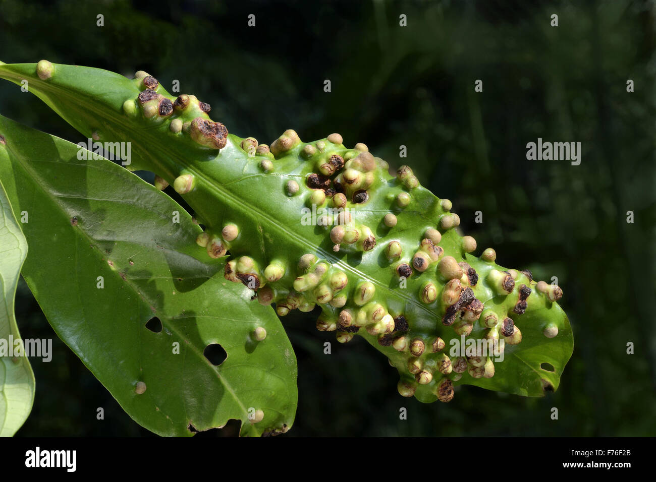 Leaf blister, leaf curl, trivandrum, kerala, india, asia Stock Photo