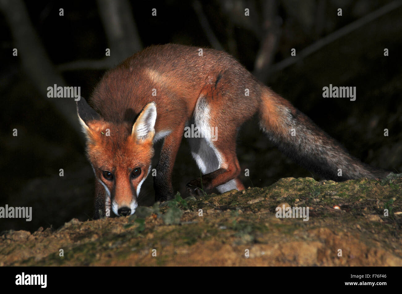 red fox vulpes vulpes Stock Photo