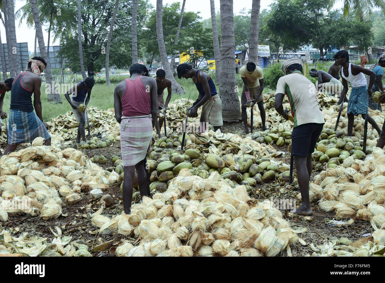 Men dehusking coconuts, dindigul, tamilnadu, india, asia Stock Photo