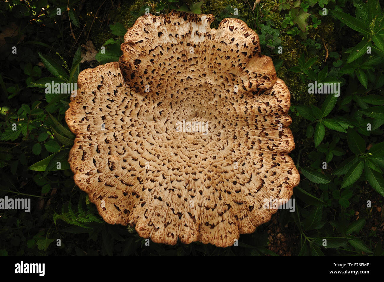 Dryad's saddle or scaly polypore. Stock Photo