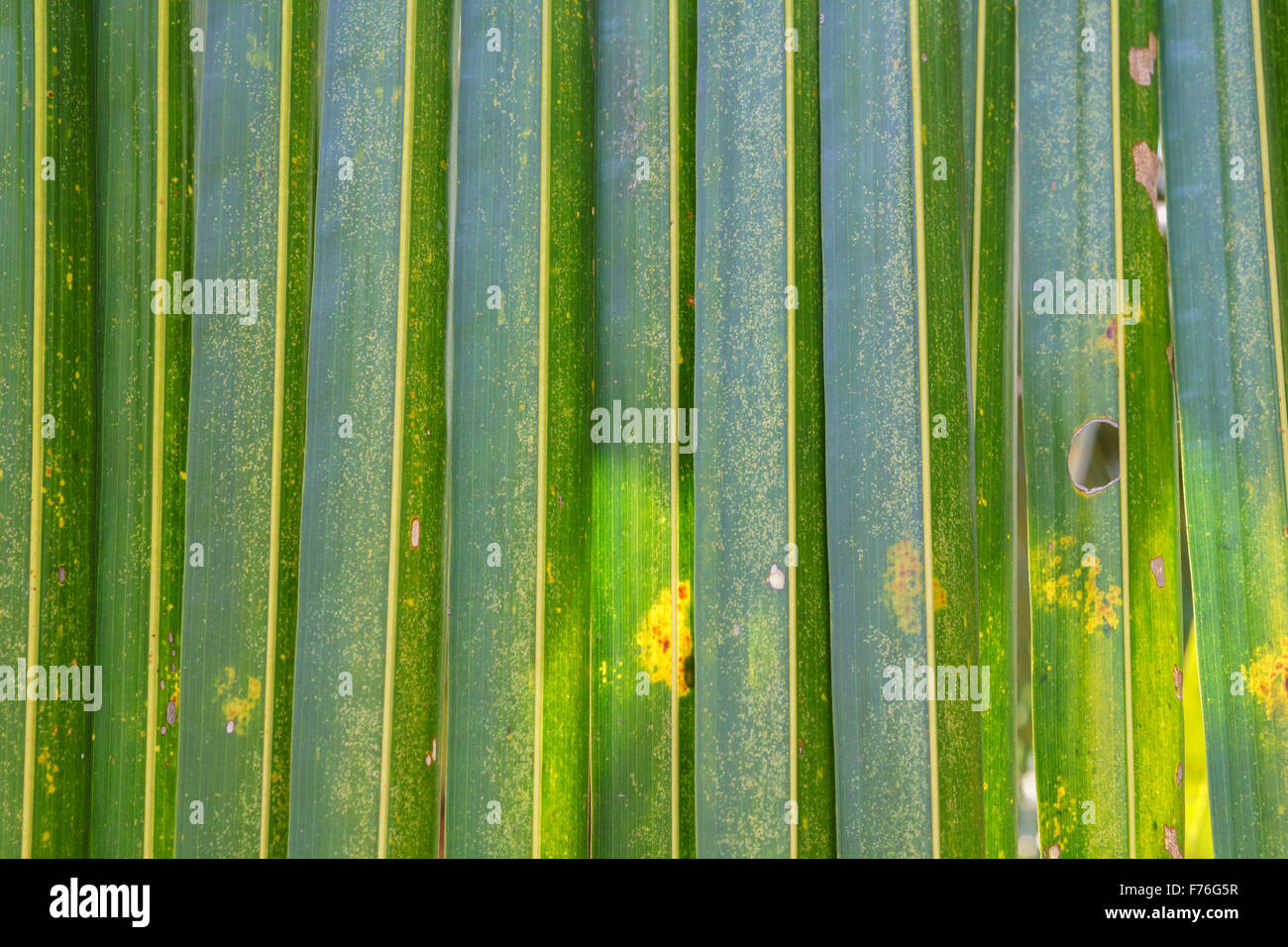 Coconut green leaf texture background or backdrop Stock Photo Alamy