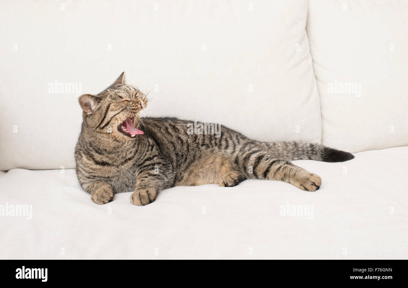 British shorthair cat yawning and  lying down on white sofa in living room. Stock Photo