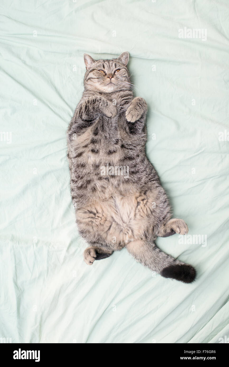 British shorthair cat lying down on its back in bed looking up Stock