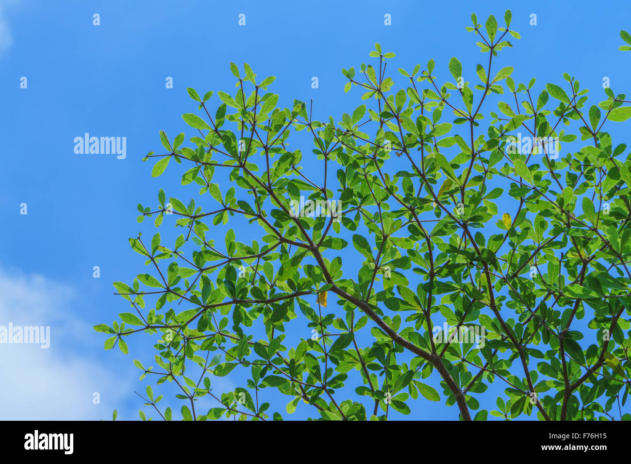 Green leaf with blue sky background Stock Photo - Alamy