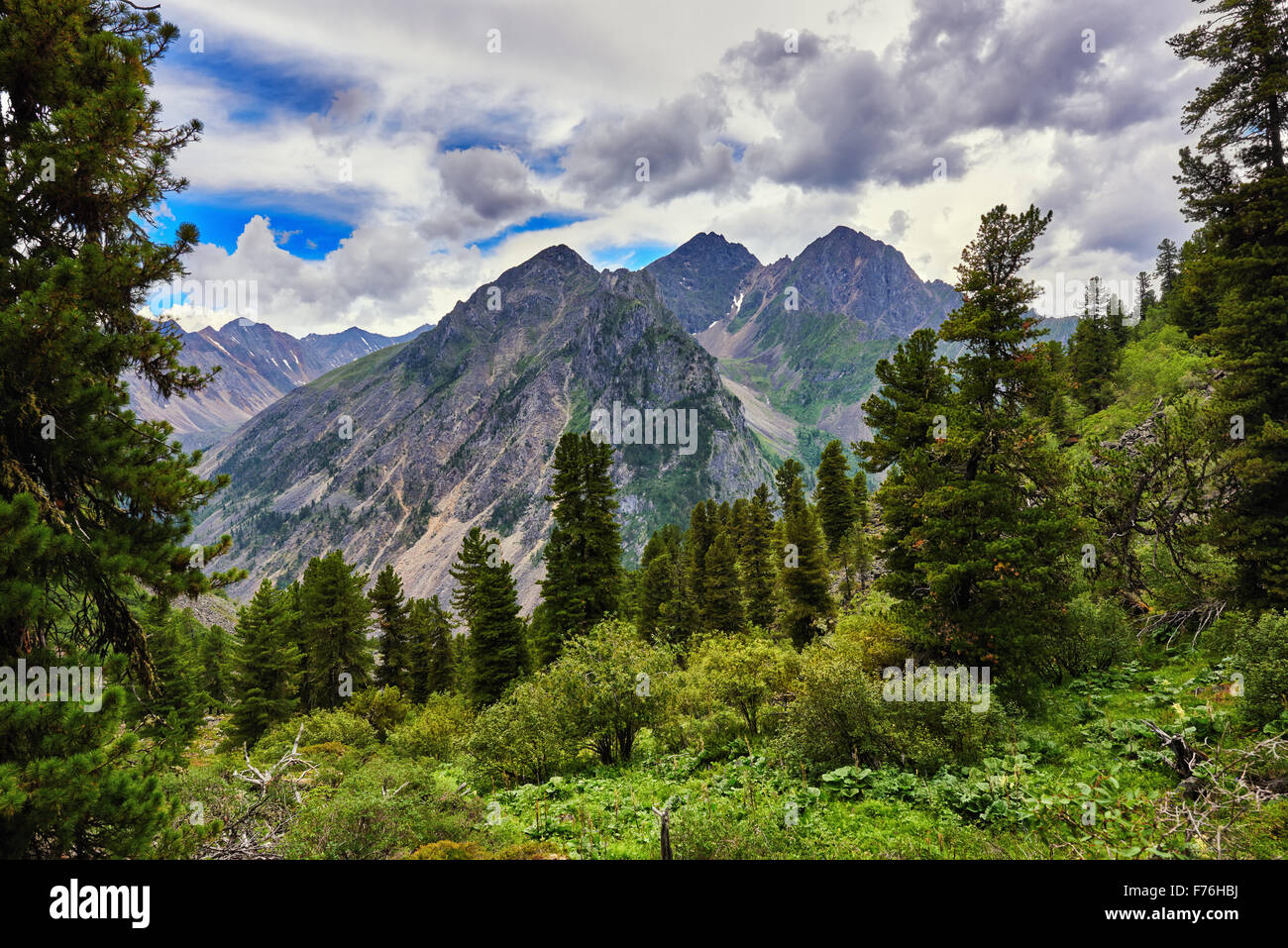 Dark coniferous taiga. Woodland scenery. Eastern Sayan Mountains