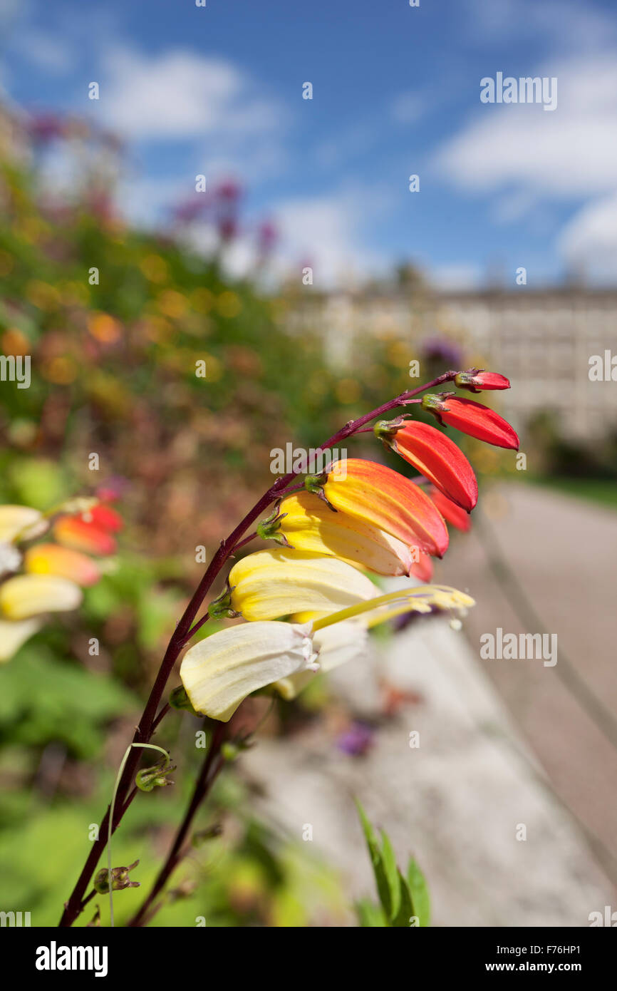 Ipomoea Lobata flower close-up Stock Photo