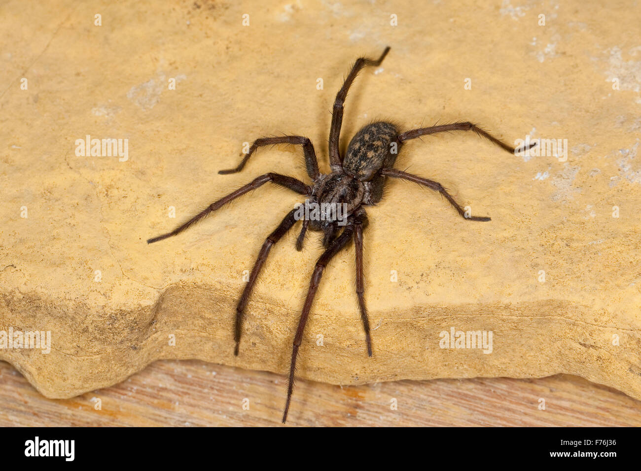 Giant European house spider, cobweb spider, female, Hauswinkelspinne, Haus-Winkelspinne, Hausspinne, Weibchen, Tegenaria atrica Stock Photo