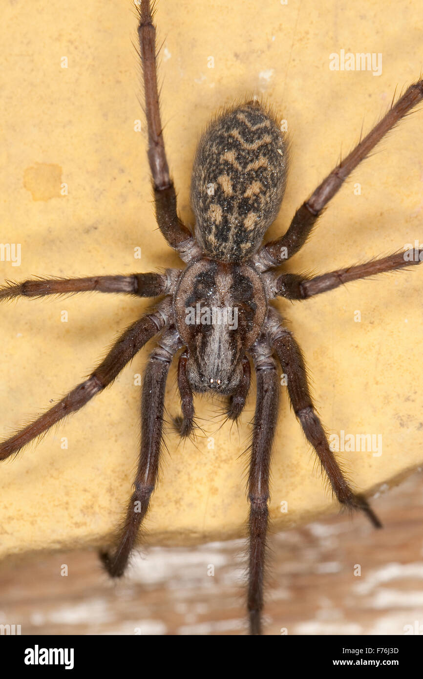 Giant European house spider, cobweb spider, female, Hauswinkelspinne, Haus-Winkelspinne, Hausspinne, Weibchen, Tegenaria atrica Stock Photo