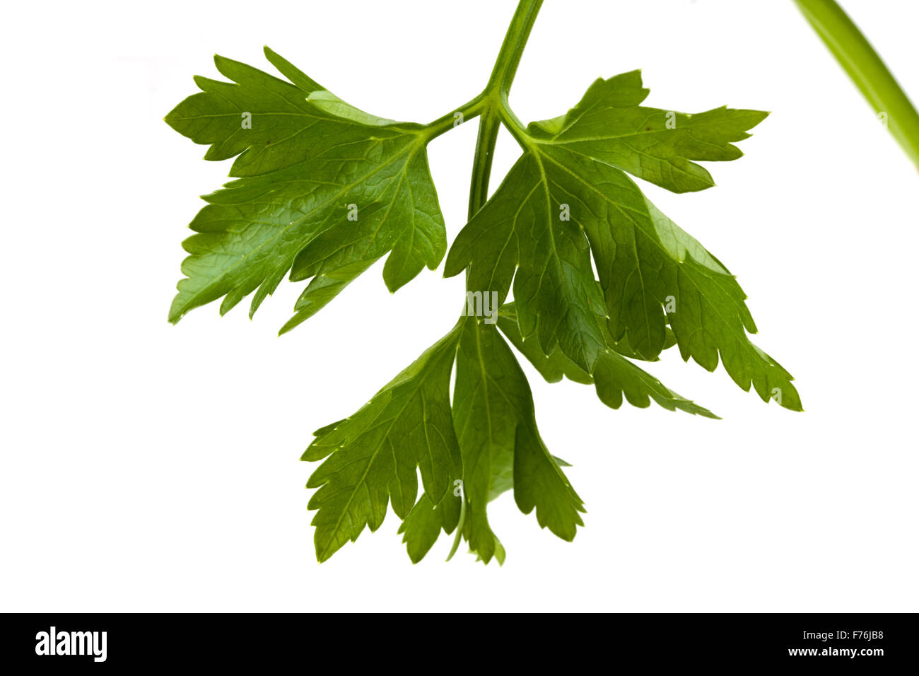 closeup of a parsley leaf isolated on white Stock Photo
