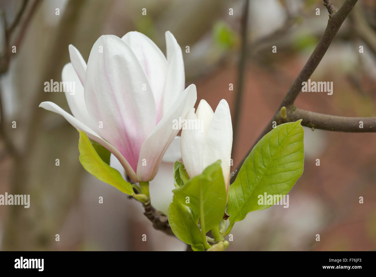 Magnolia flower bloom hi-res stock photography and images - Alamy