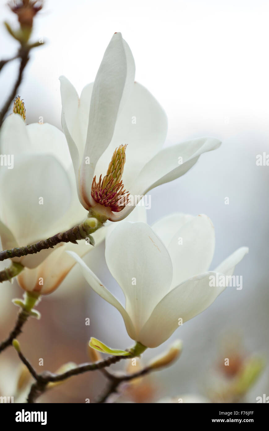 Inside magnolia hi-res stock photography and images - Alamy