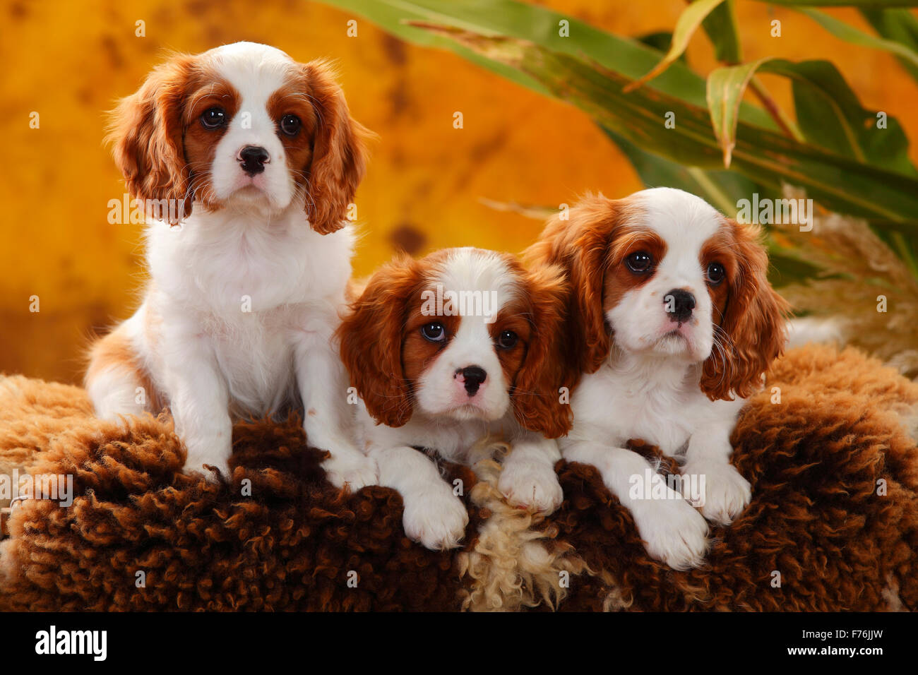 Cavalier King Charles Spaniel, puppies, blenheim, 10 weeks|Cavalier King  Charles Spaniel, Welpen, Blenheim, 10 Wochen Stock Photo - Alamy