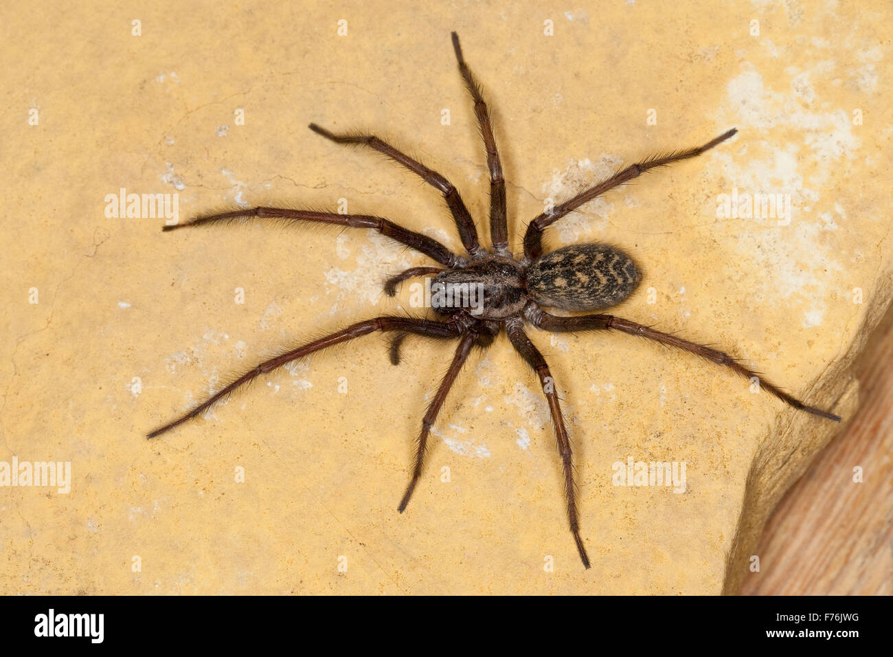 Giant European house spider, cobweb spider, female, Hauswinkelspinne, Haus-Winkelspinne, Hausspinne, Weibchen, Tegenaria atrica Stock Photo