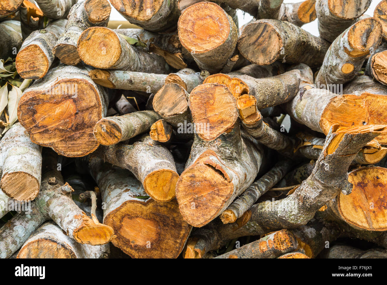 Stack of firewood, Renewable resource of a energy Stock Photo