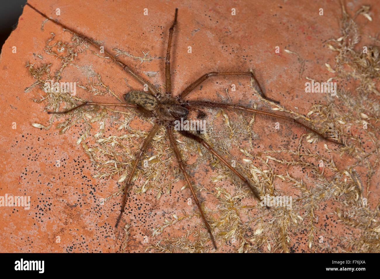Giant European house spider, cobweb spider, male, Hauswinkelspinne, Haus-Winkelspinne, Hausspinne, Männchen, Tegenaria atrica Stock Photo