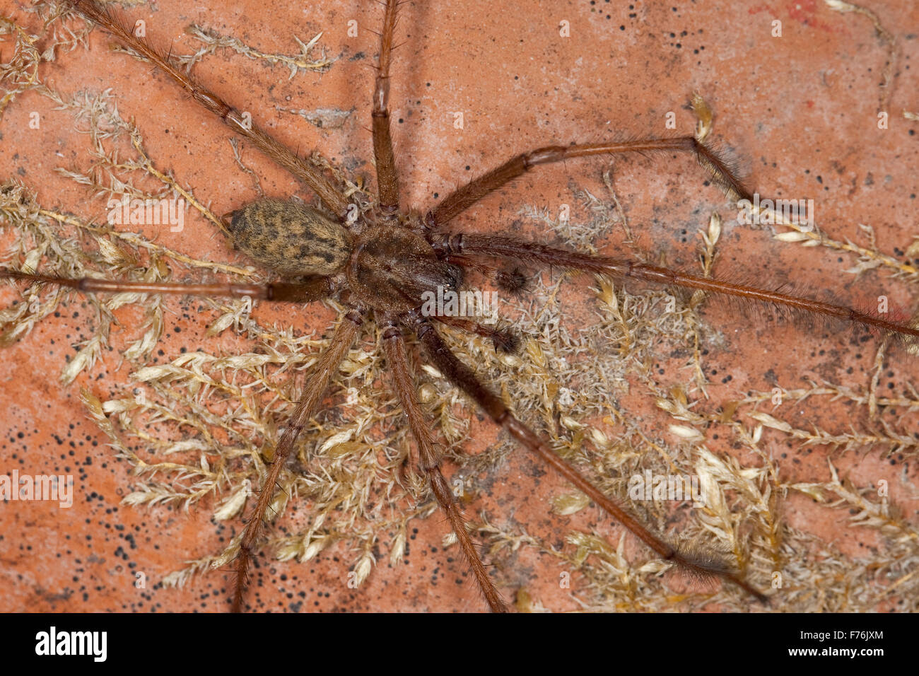 Giant European house spider, cobweb spider, male, Hauswinkelspinne, Haus-Winkelspinne, Hausspinne, Männchen, Tegenaria atrica Stock Photo