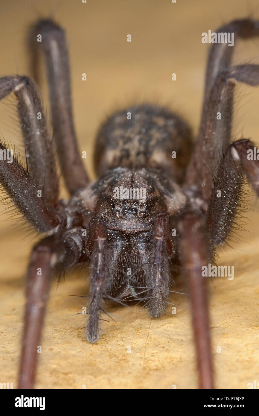 Giant European house spider, cobweb spider, female, Hauswinkelspinne, Haus-Winkelspinne, Hausspinne, Weibchen, Tegenaria atrica Stock Photo