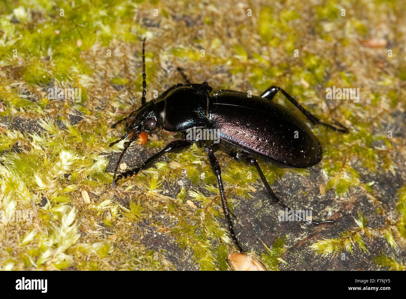 Forest ground beetle, Hain-Laufkäfer, Hainlaufkäfer, Laufkäfer, Carabus nemoralis, Le carabe des bois Stock Photo
