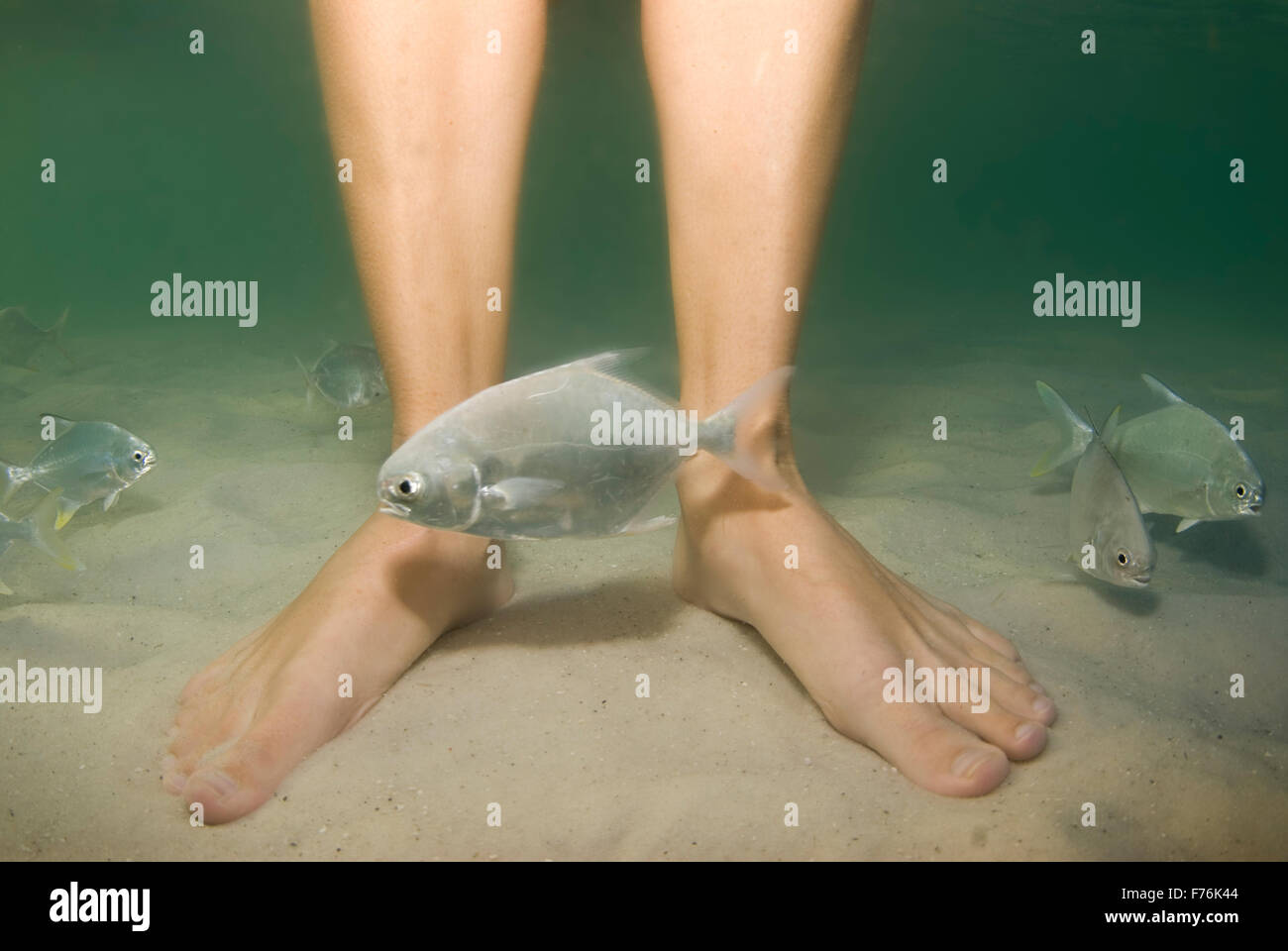 Foot fishing. Foot fishing. рыбки которые кушают мертвую кожу. поймал. гарра руфа рыбки.