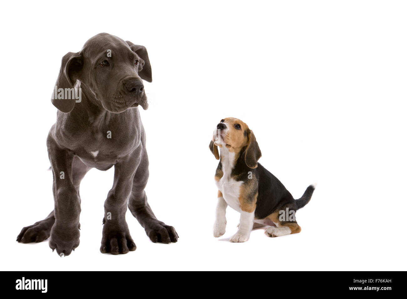 Me and my big friend Stock Photo - Alamy