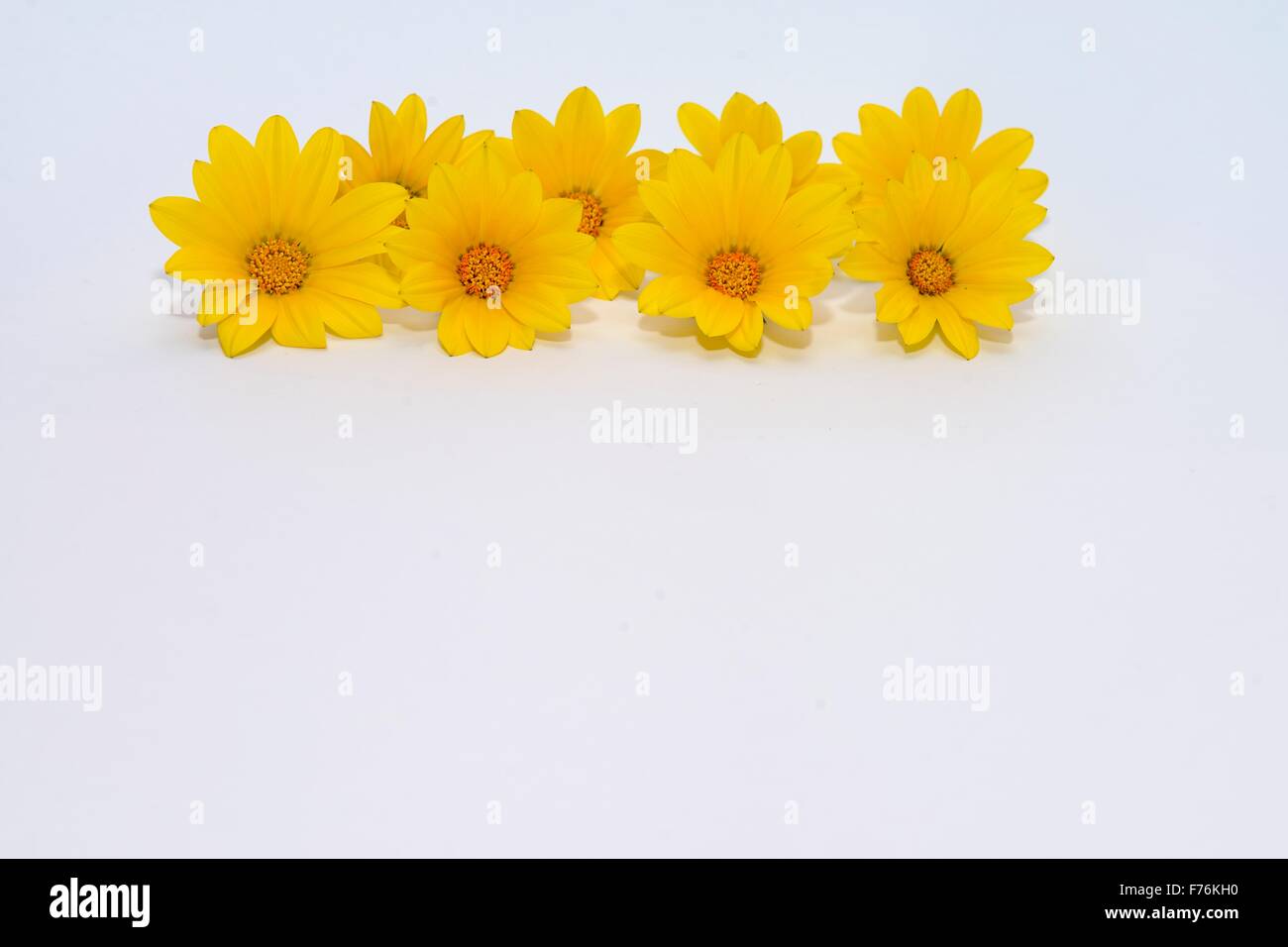yellow daisies background Stock Photo Alamy
