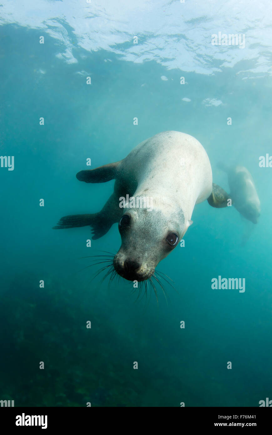 Playful California Sea Lion Stock Photo