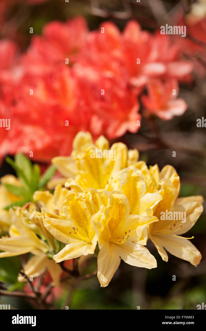 Rhododendron in Bloom Stock Photo