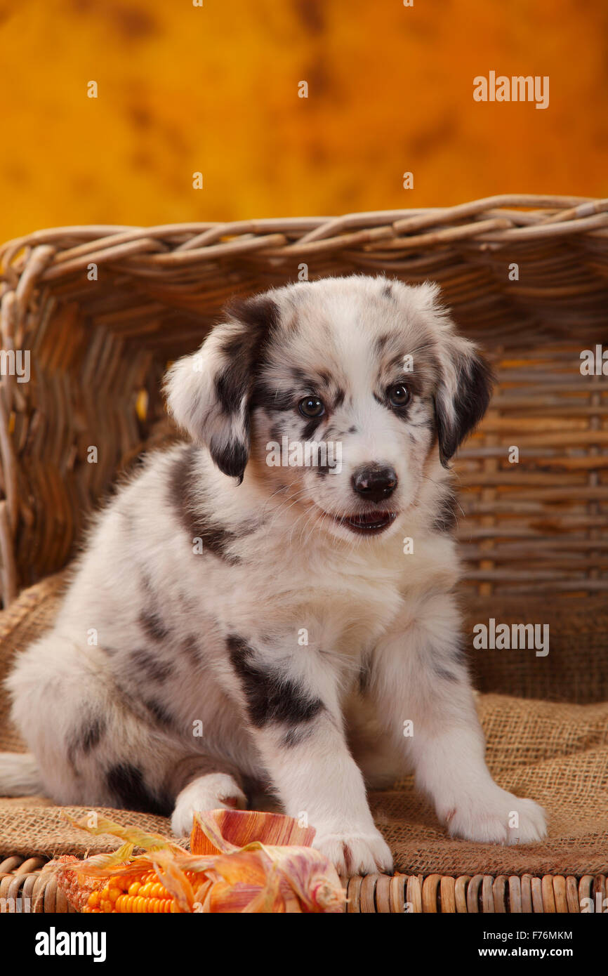 Sitting miniature australian shepherd hi-res stock photography and images -  Alamy