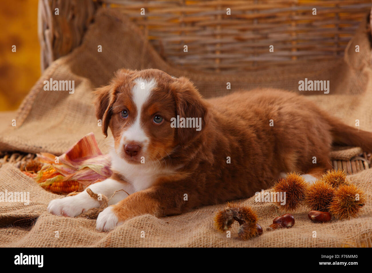 brown mini aussie puppy